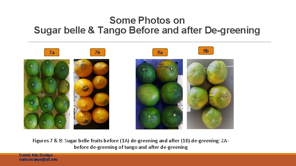 Some Photos on Sugar belle & Tango Before and after De-greening 7 a 7