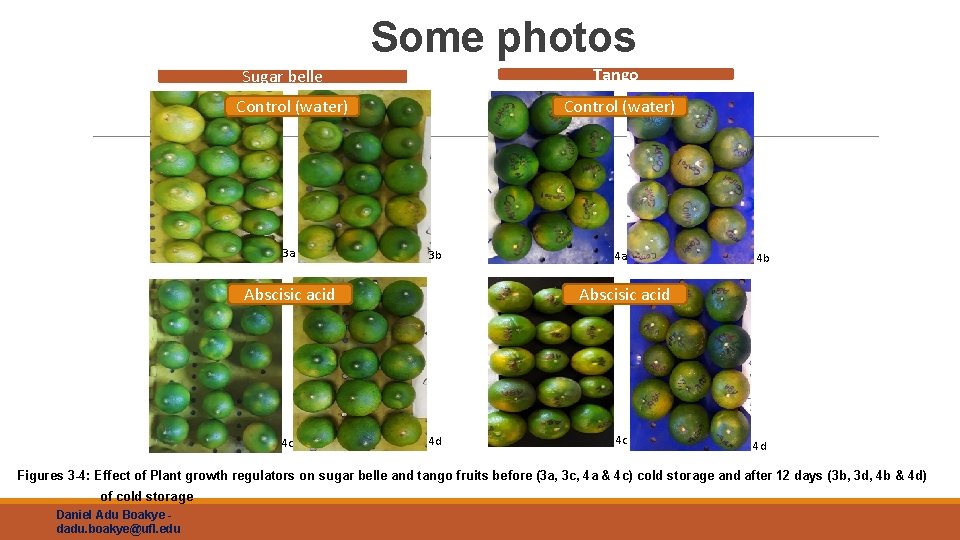 Some photos Tango Sugar belle Control (water) 3 a Control (water) 3 b Abscisic