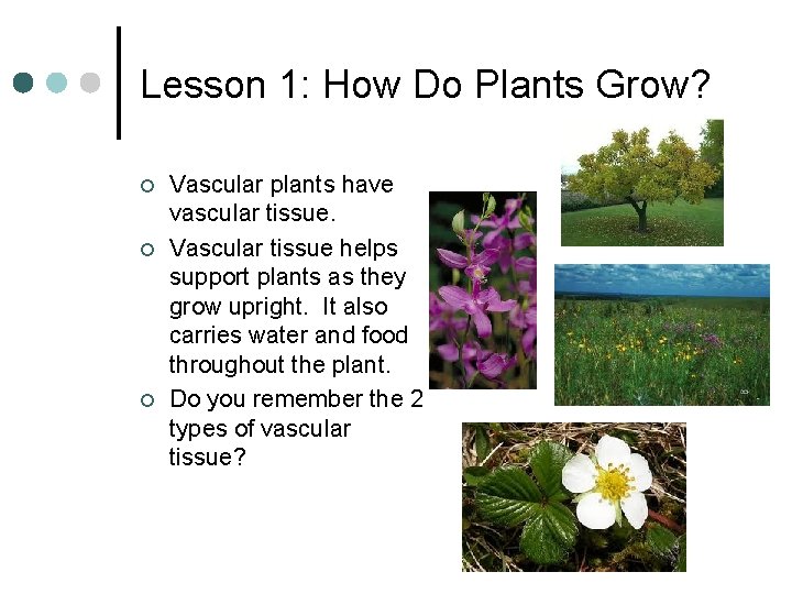 Lesson 1: How Do Plants Grow? ¢ ¢ ¢ Vascular plants have vascular tissue. Lesson 1: How Do Plants Grow? ¢ ¢ ¢ Vascular plants have vascular tissue.