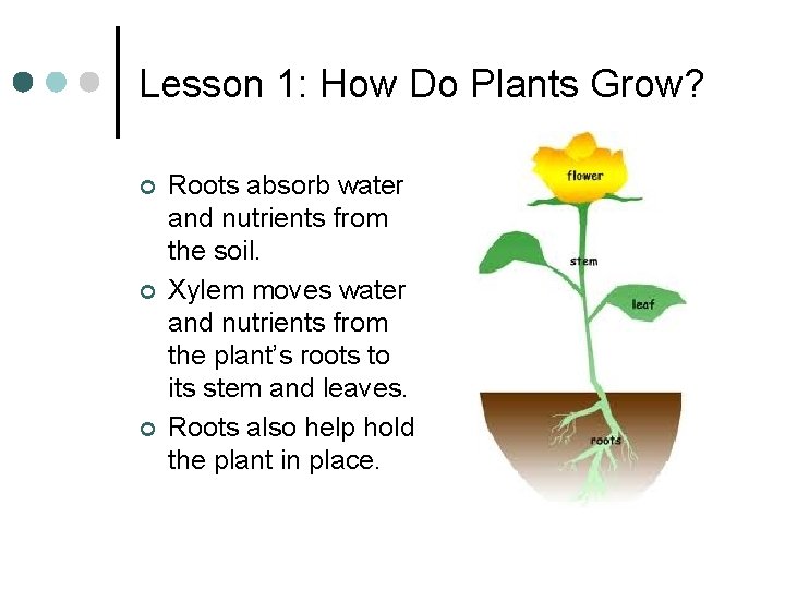 Lesson 1: How Do Plants Grow? ¢ ¢ ¢ Roots absorb water and nutrients Lesson 1: How Do Plants Grow? ¢ ¢ ¢ Roots absorb water and nutrients