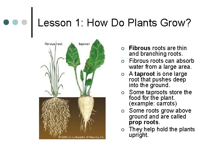 Lesson 1: How Do Plants Grow? ¢ ¢ ¢ Fibrous roots are thin and Lesson 1: How Do Plants Grow? ¢ ¢ ¢ Fibrous roots are thin and