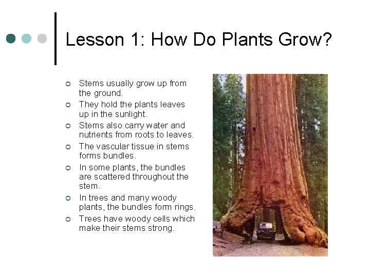 Lesson 1: How Do Plants Grow? ¢ ¢ ¢ ¢ Stems usually grow up Lesson 1: How Do Plants Grow? ¢ ¢ ¢ ¢ Stems usually grow up