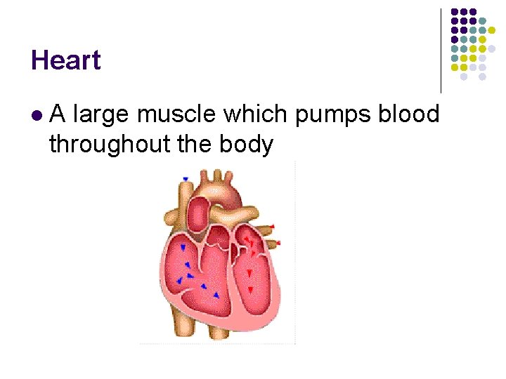 Heart Heart l A large muscle which pumps
