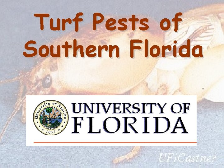 Turf Pests of Southern Florida 