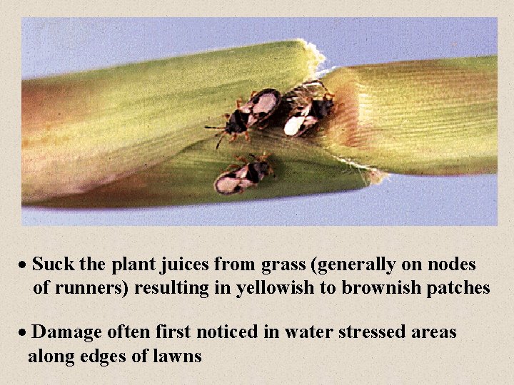· Suck the plant juices from grass (generally on nodes of runners) resulting in