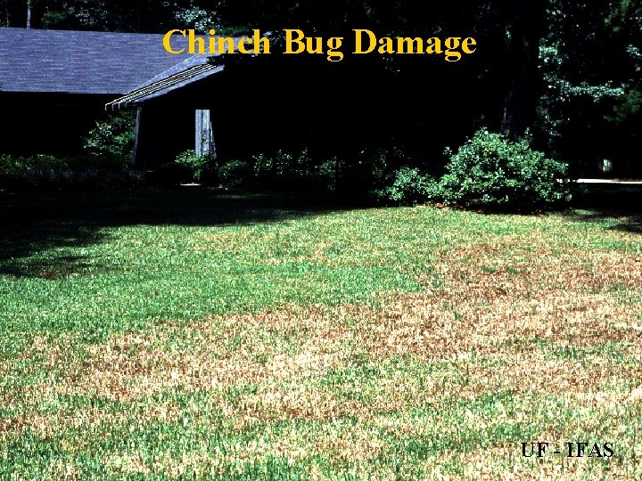 Chinch Bug Damage UF - IFAS 