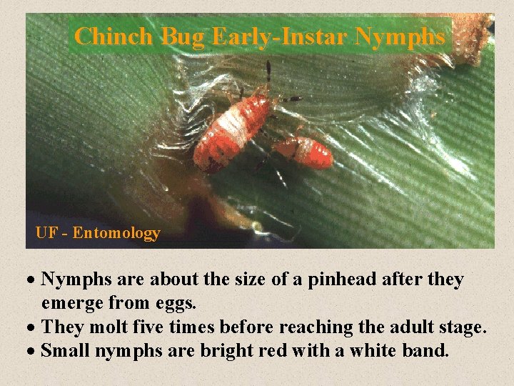 Chinch Bug Early-Instar Nymphs UF - Entomology · Nymphs are about the size of