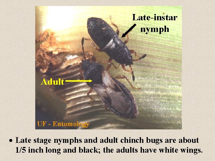 Late-instar nymph Adult UF - Entomology · Late stage nymphs and adult chinch bugs