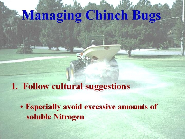 Managing Chinch Bugs 1. Follow cultural suggestions • Especially avoid excessive amounts of soluble