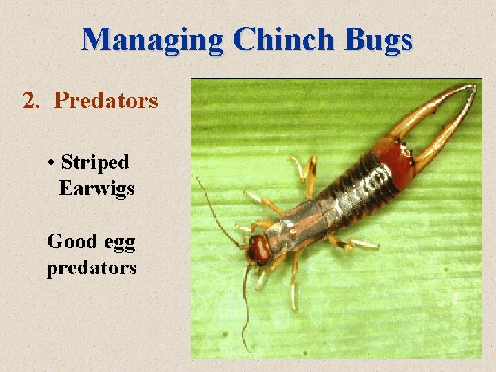 Managing Chinch Bugs 2. Predators • Striped Earwigs Good egg predators 