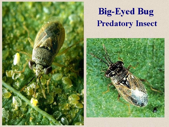 Big-Eyed Bug Predatory Insect 