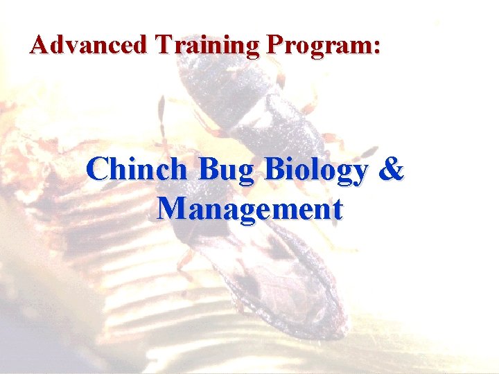 Advanced Training Program: Chinch Bug Biology & Management 