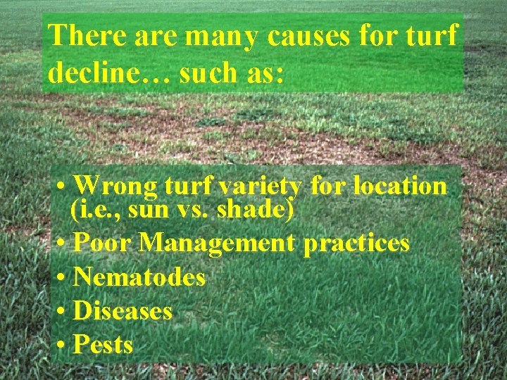 There are many causes for turf decline… such as: • Wrong turf variety for