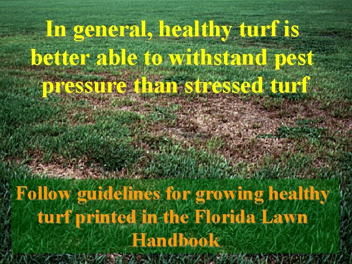 In general, healthy turf is better able to withstand pest pressure than stressed turf