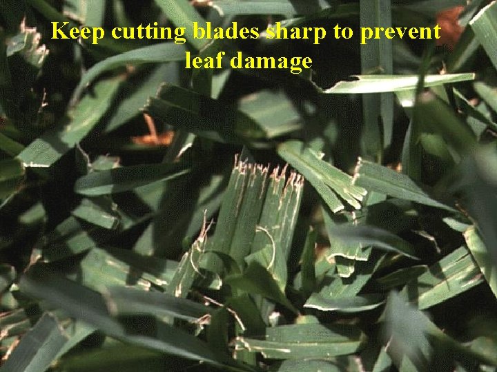 Keep cutting blades sharp to prevent leaf damage 