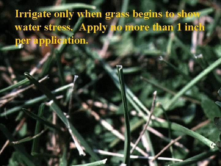 Irrigate only when grass begins to show water stress. Apply no more than 1