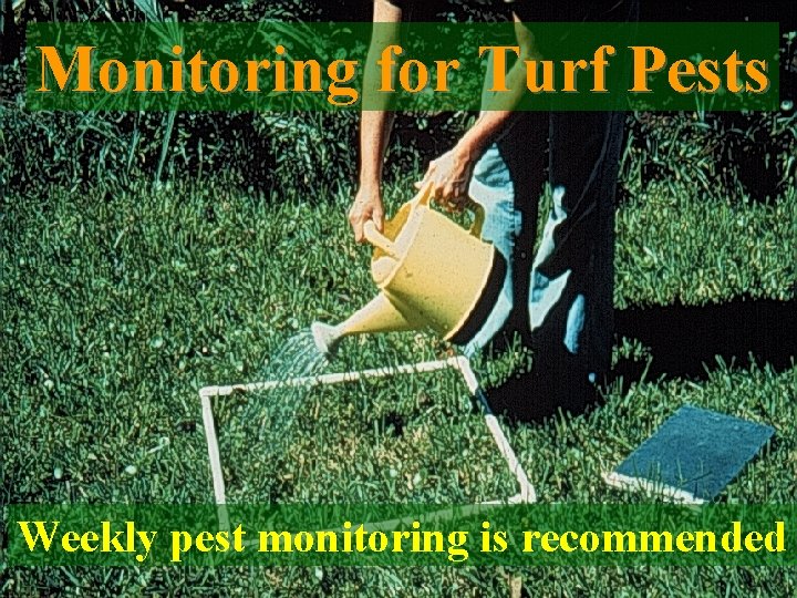 Monitoring for Turf Pests Weekly pest monitoring is recommended 