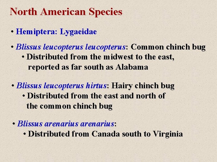 North American Species • Hemiptera: Lygaeidae • Blissus leucopterus: Common chinch bug • Distributed