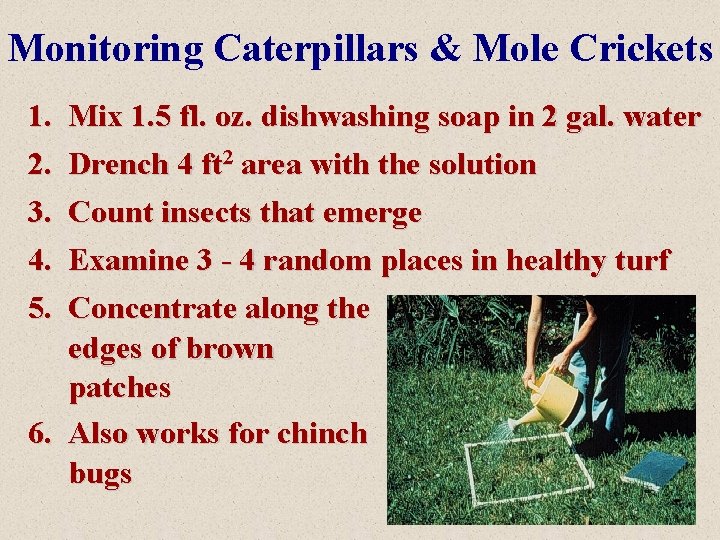 Monitoring Caterpillars & Mole Crickets 1. Mix 1. 5 fl. oz. dishwashing soap in