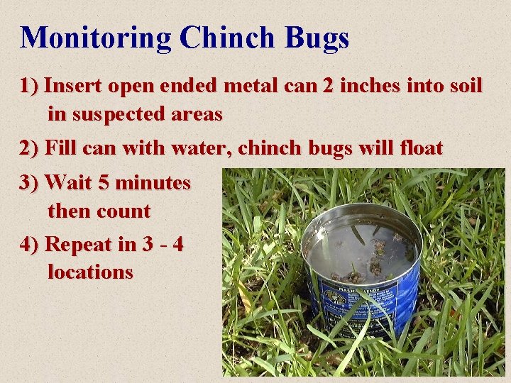 Monitoring Chinch Bugs 1) Insert open ended metal can 2 inches into soil in