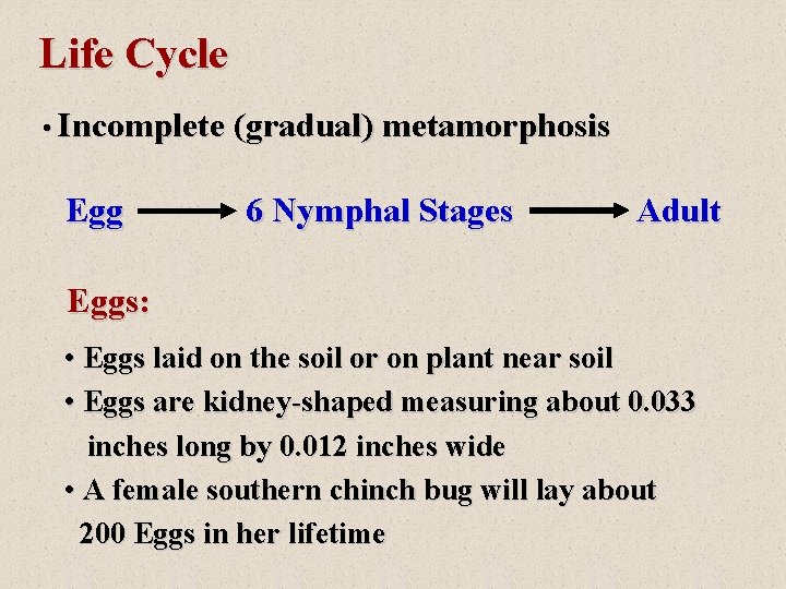 Life Cycle • Incomplete (gradual) metamorphosis Egg 6 Nymphal Stages Adult Eggs: • Eggs