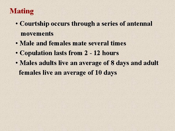 Mating • Courtship occurs through a series of antennal movements • Male and females