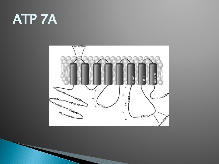 ATP 7 A 