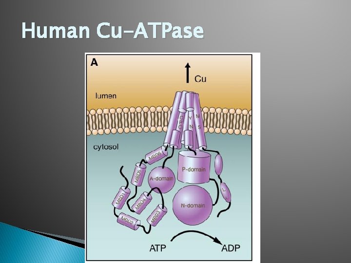 Human Cu-ATPase 