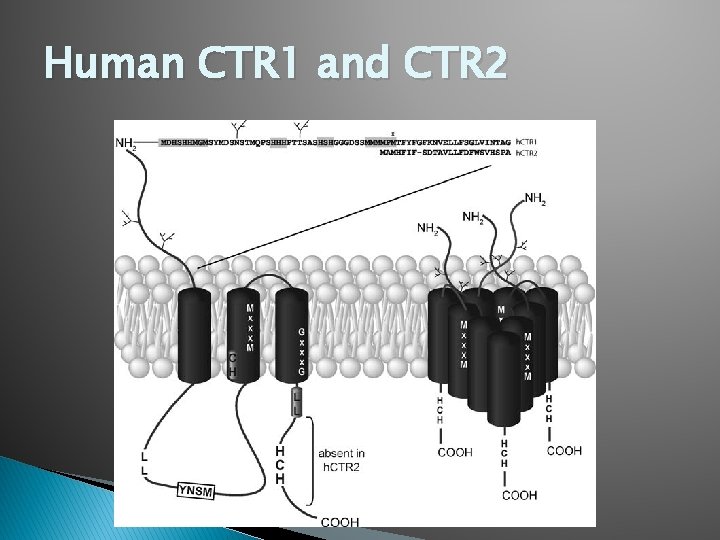 Human CTR 1 and CTR 2 