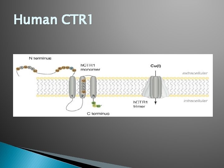 Human CTR 1 