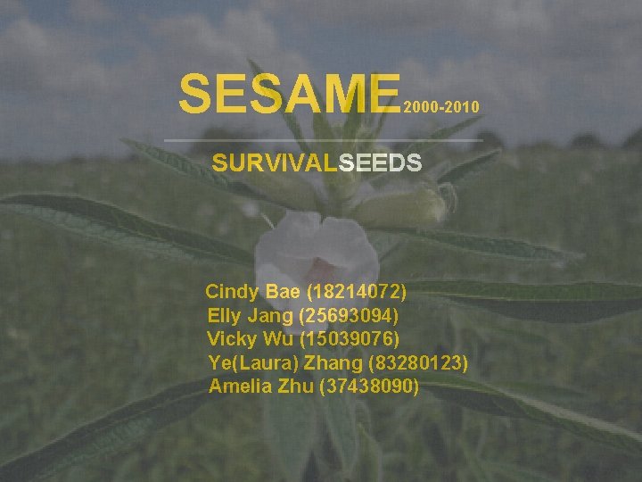 SESAME 2000 -2010 SURVIVALSEEDS Cindy Bae (18214072) Elly Jang (25693094) Vicky Wu (15039076) Ye(Laura)
