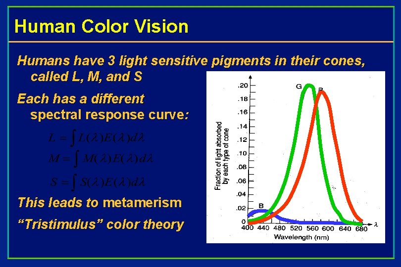 Human Color Vision Humans have 3 light sensitive pigments in their cones, called L,