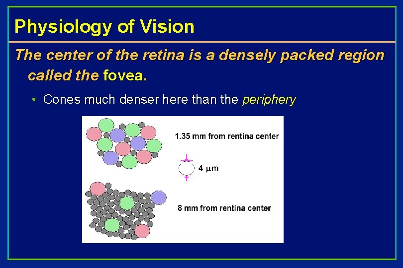 Physiology of Vision The center of the retina is a densely packed region called