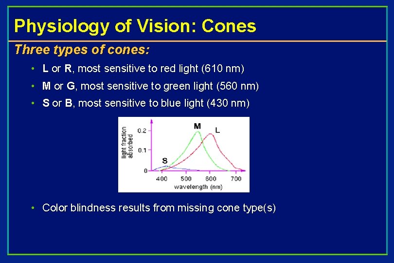 Physiology of Vision: Cones Three types of cones: • L or R, most sensitive