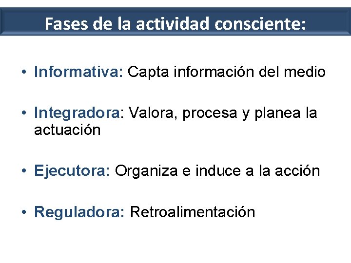 Fases de la actividad consciente: • Informativa: Capta información del medio • Integradora: Valora,