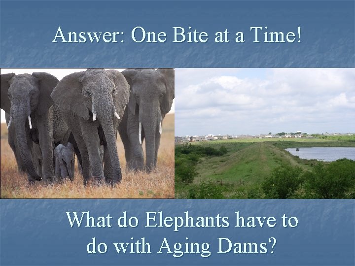 Answer: One Bite at a Time! What do Elephants have to do with Aging