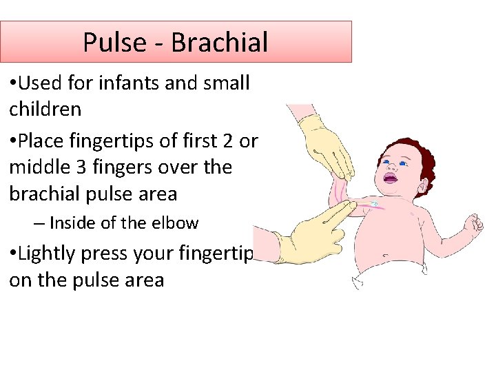 Pulse - Brachial • Used for infants and small children • Place fingertips of