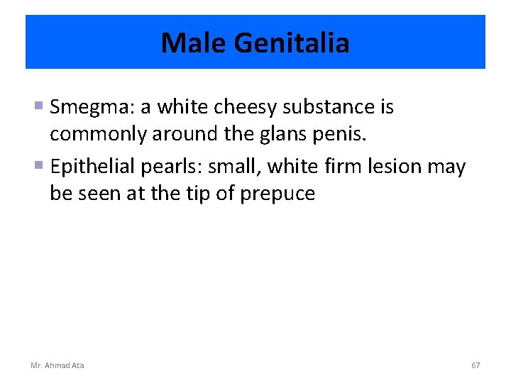 Male Genitalia Smegma: a white cheesy substance is commonly around the glans penis. Epithelial