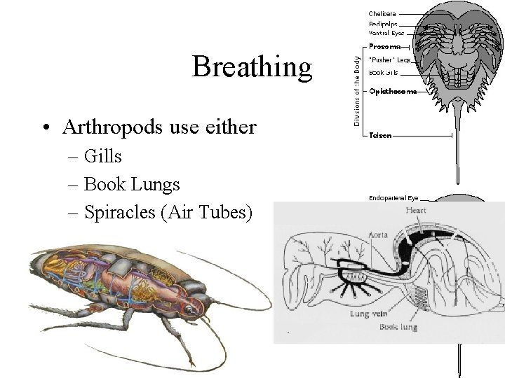 Breathing • Arthropods use either – Gills – Book Lungs – Spiracles (Air Tubes)