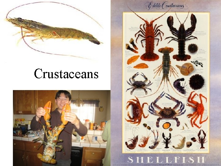 Crustaceans 