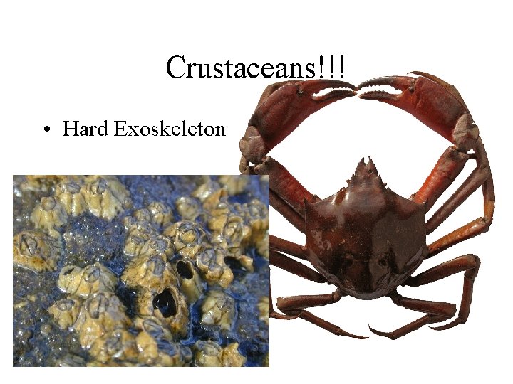 Crustaceans!!! • Hard Exoskeleton 