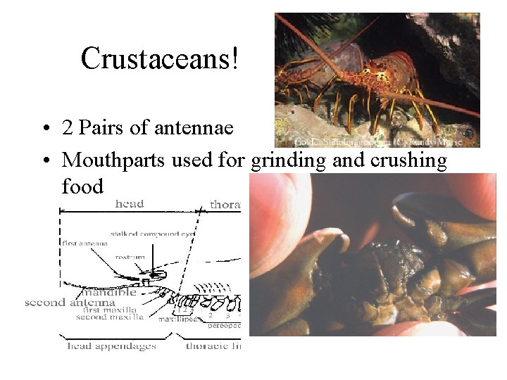 Crustaceans! • 2 Pairs of antennae • Mouthparts used for grinding and crushing food