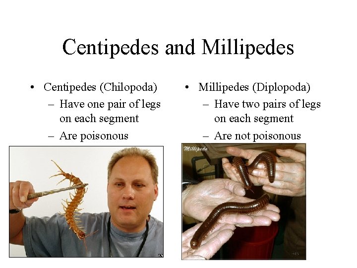 Centipedes and Millipedes • Centipedes (Chilopoda) – Have one pair of legs on each