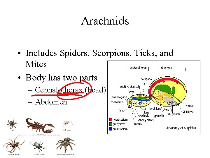 Arachnids • Includes Spiders, Scorpions, Ticks, and Mites • Body has two parts –