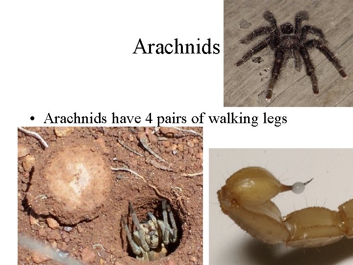 Arachnids • Arachnids have 4 pairs of walking legs 