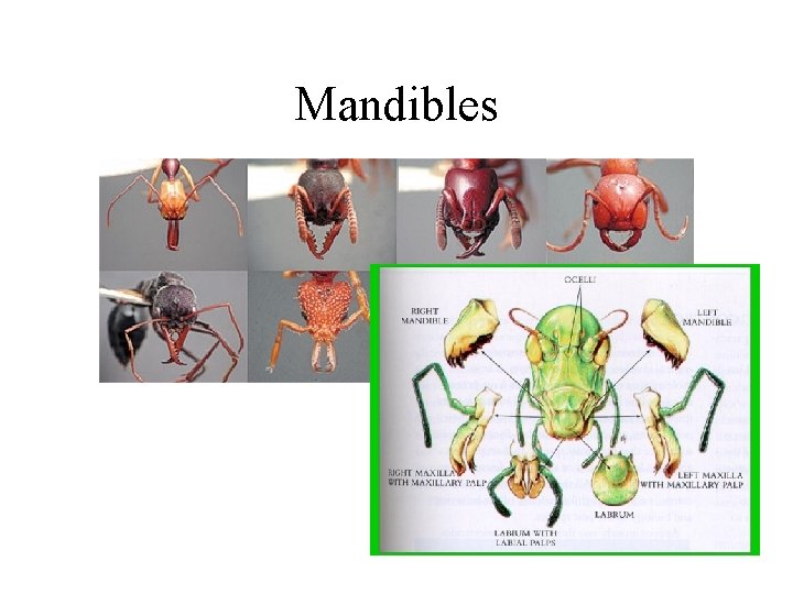 Mandibles 