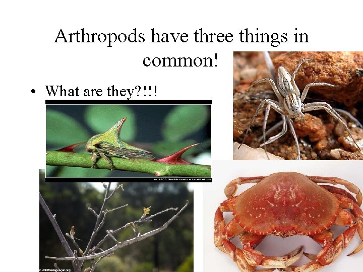 Arthropods have three things in common! • What are they? !!! 