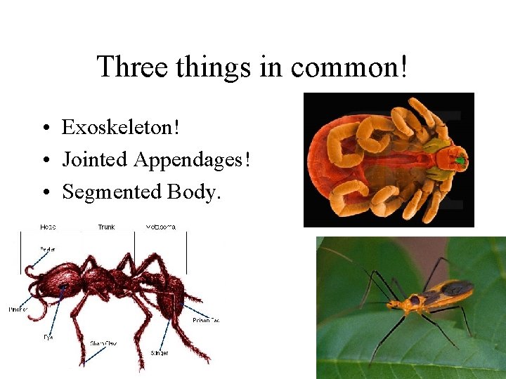 Three things in common! • Exoskeleton! • Jointed Appendages! • Segmented Body. 