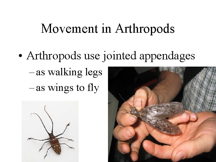 Movement in Arthropods • Arthropods use jointed appendages – as walking legs – as