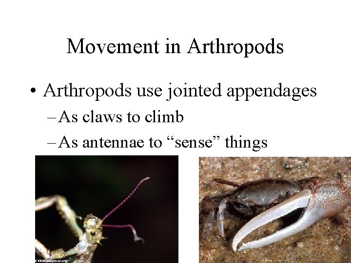 Movement in Arthropods • Arthropods use jointed appendages – As claws to climb –